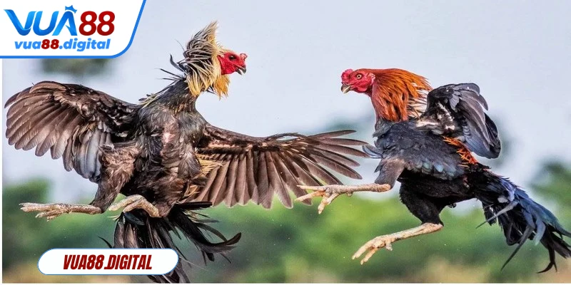 Đá gà mini là lựa chọn cho những ai muốn trải nghiệm nhanh 